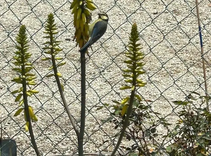 El Pasil